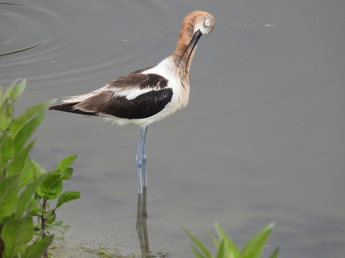 Avocette d'Amérique - ML620711382