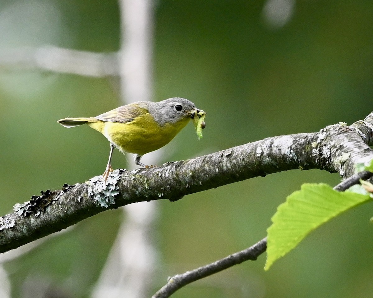 Nashville Warbler - ML620711383