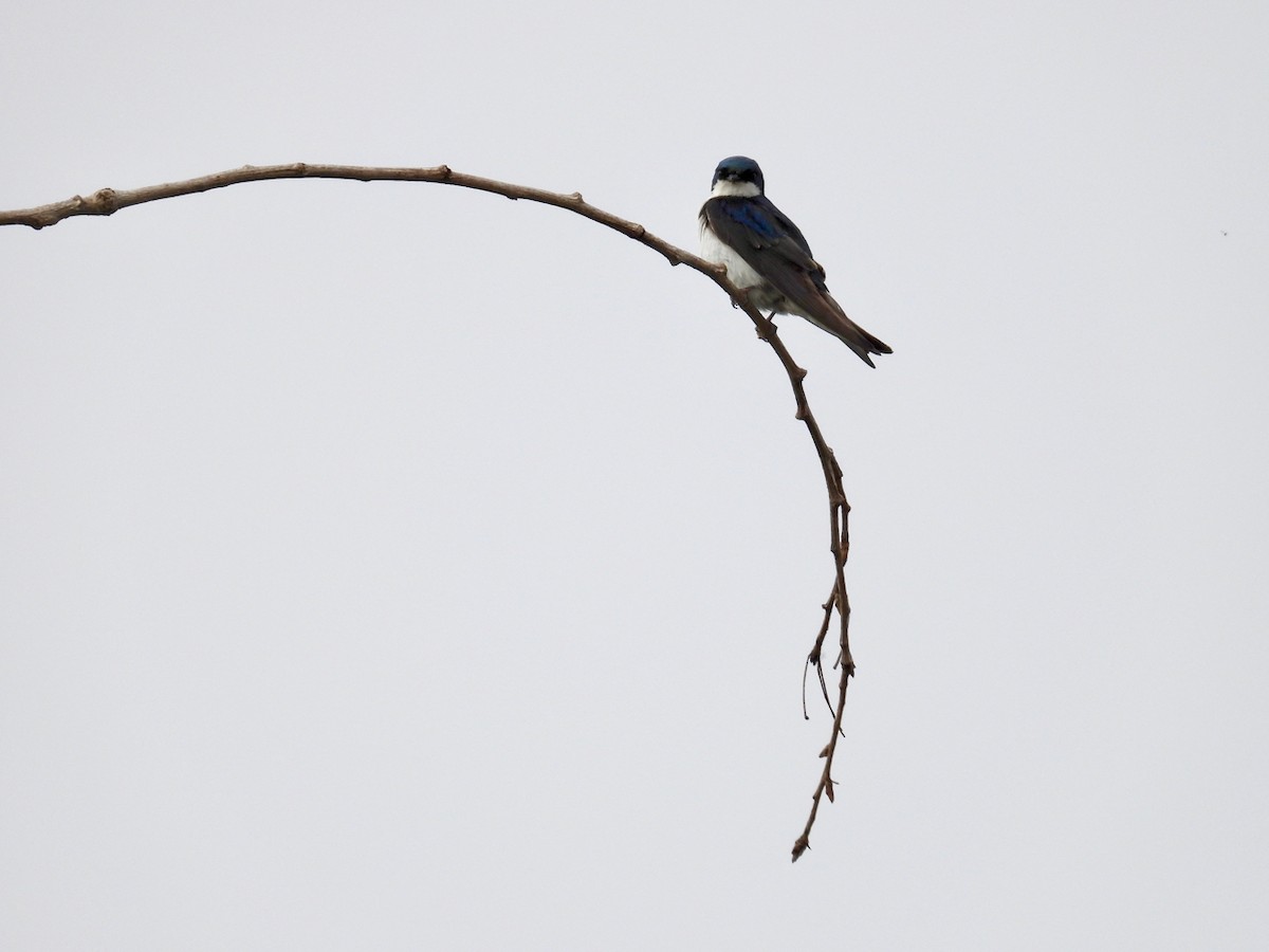 Golondrina Bicolor - ML620711392