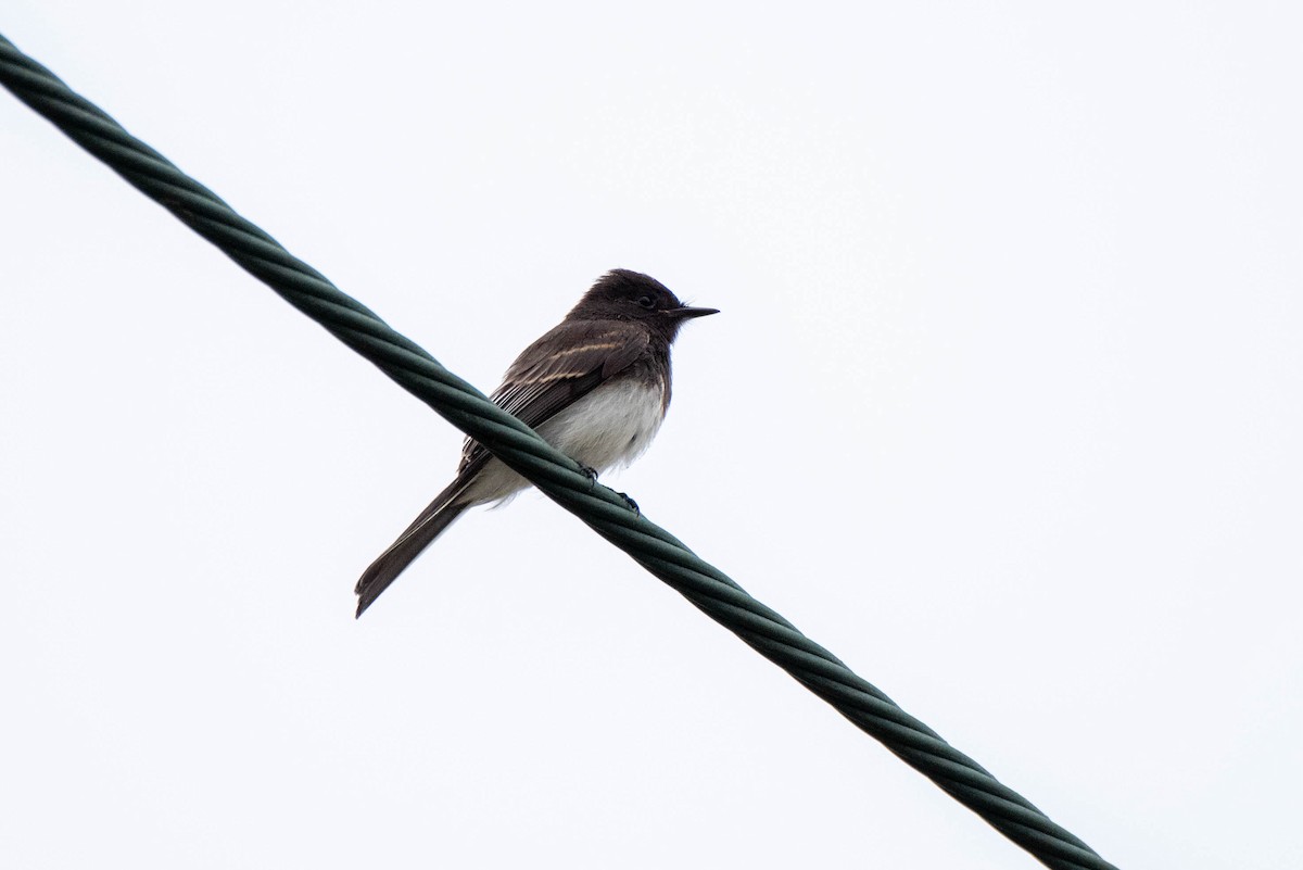 Black Phoebe - ML620711395