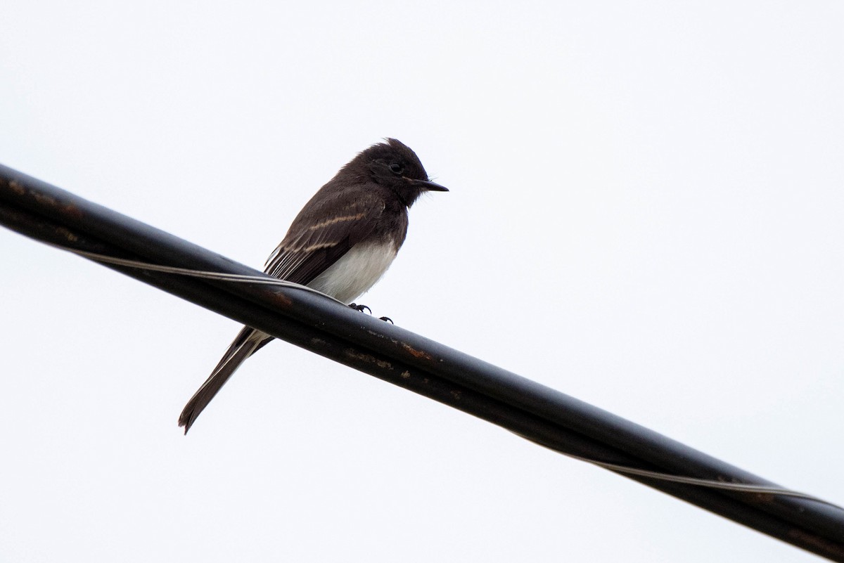 Black Phoebe - ML620711396