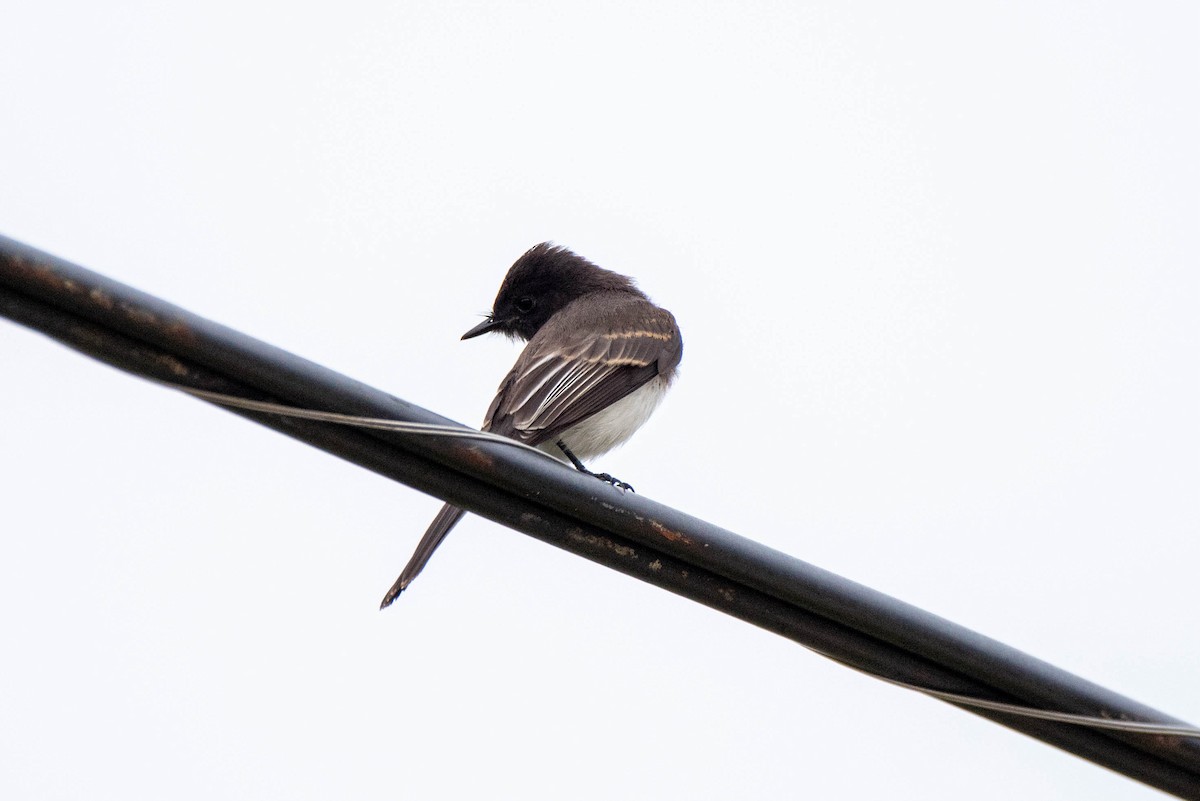 Black Phoebe - ML620711397