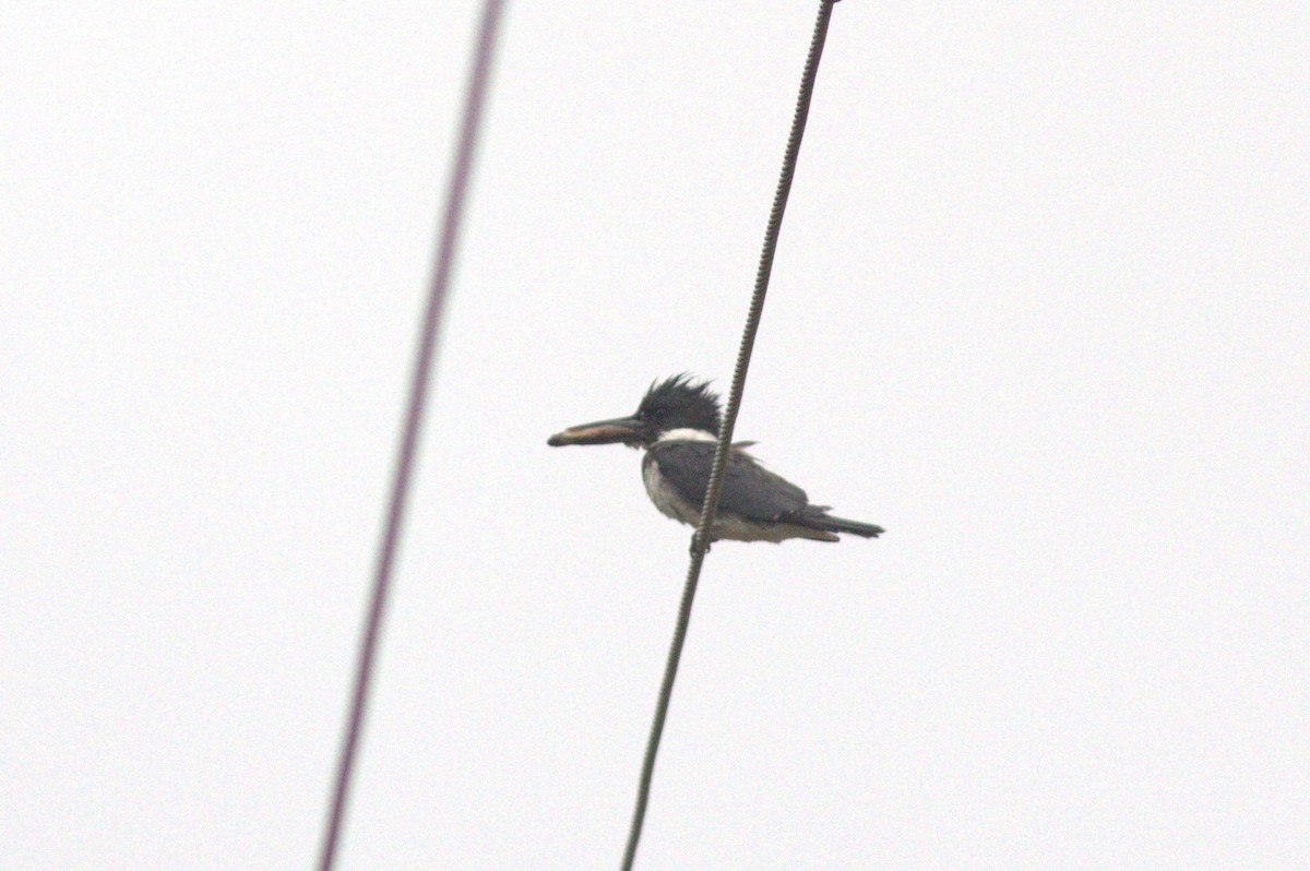 Belted Kingfisher - ML620711405