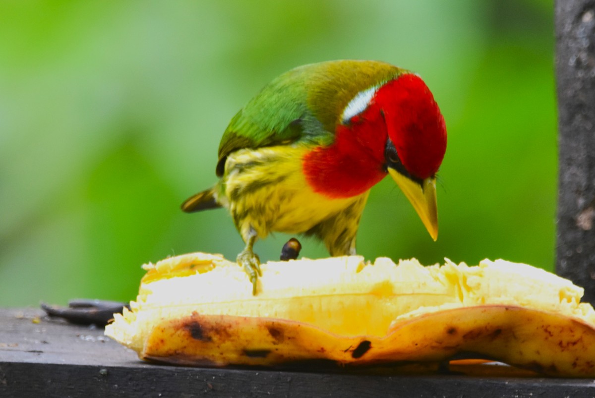 Red-headed Barbet - ML620711413