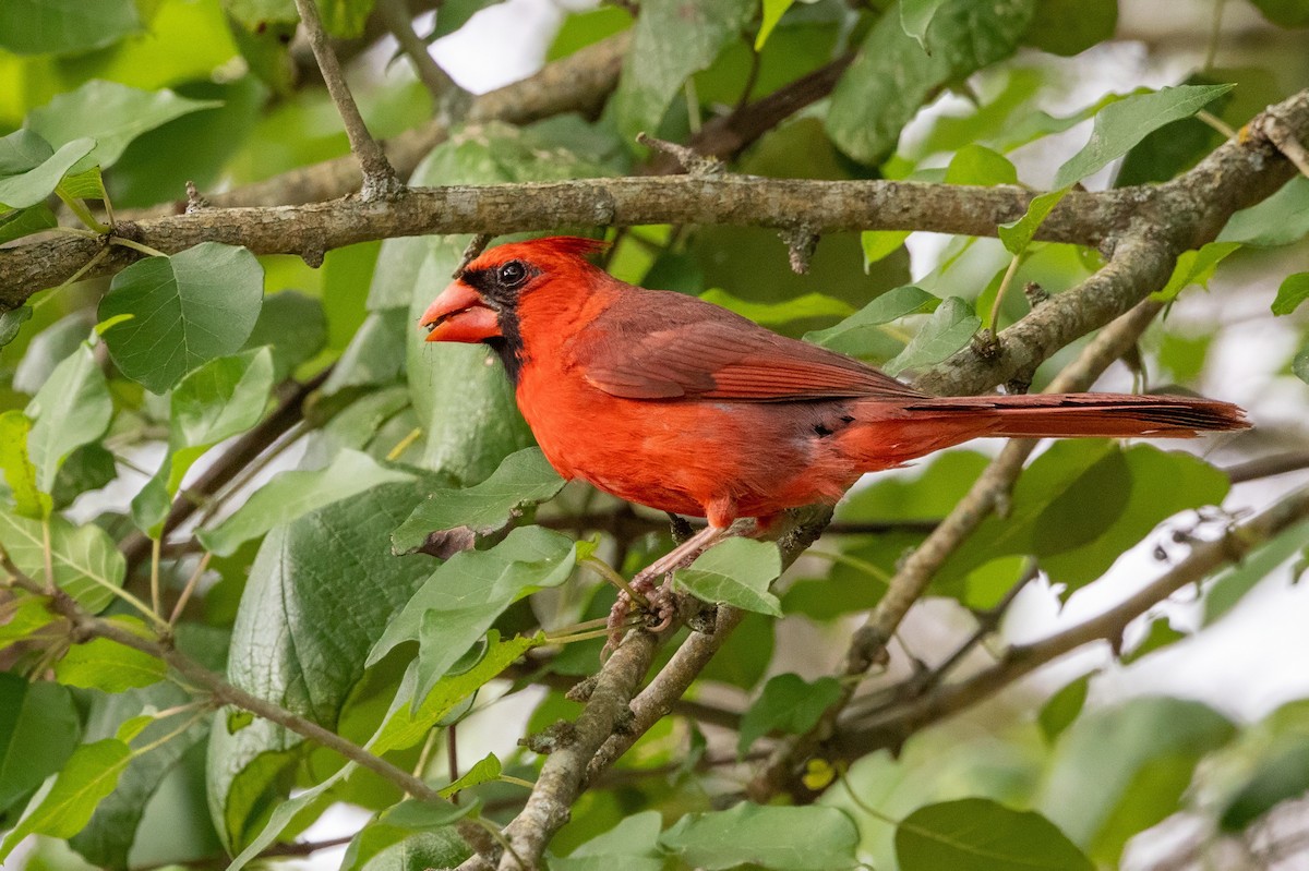 Cardenal Norteño - ML620711422