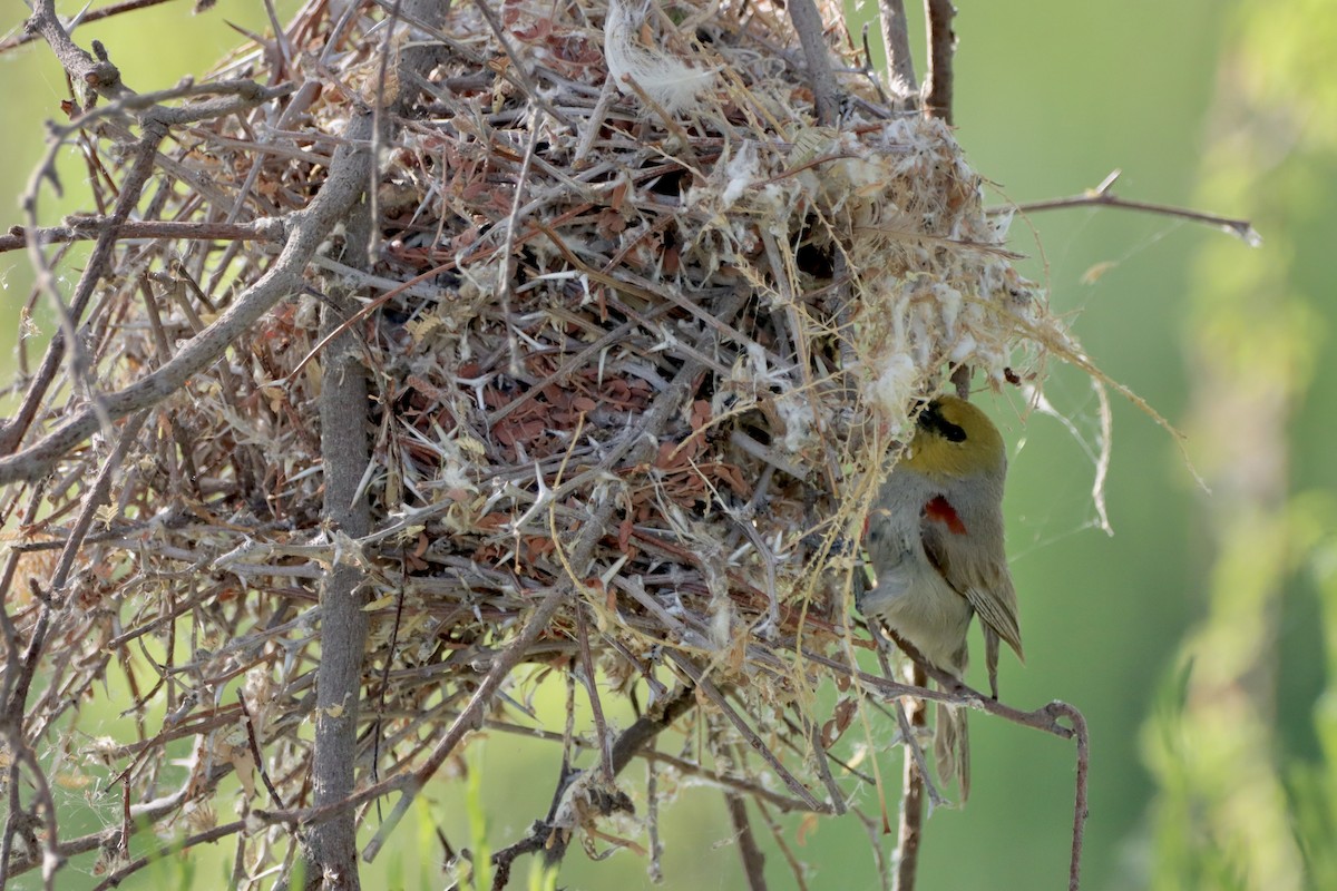 Pájaro Moscón Baloncito - ML620711424