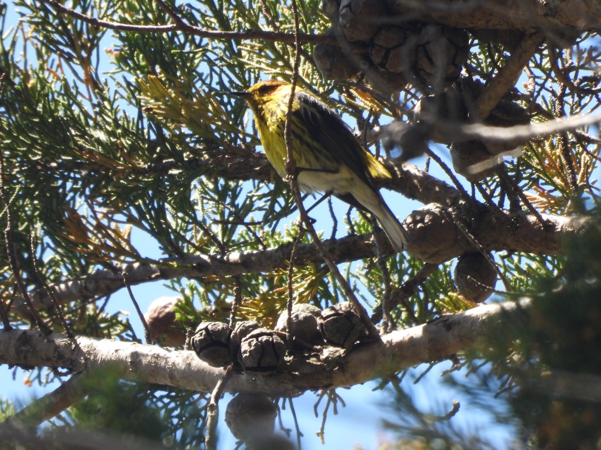 Cape May Warbler - ML620711427