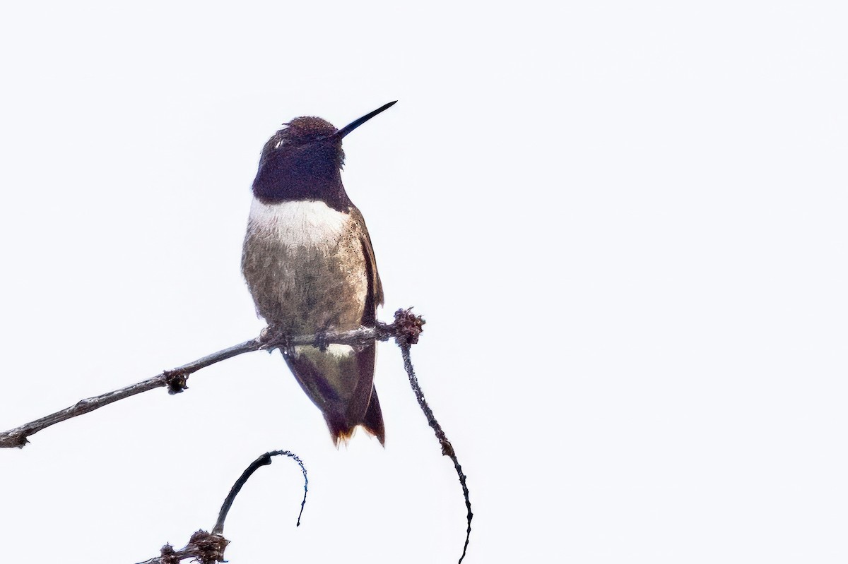 Black-chinned Hummingbird - ML620711430