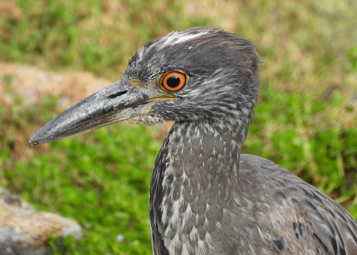 Yellow-crowned Night Heron - ML620711431