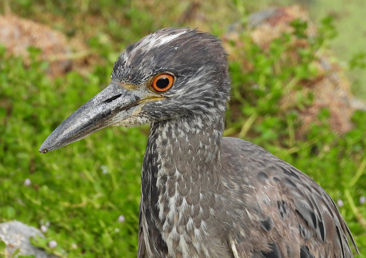 Yellow-crowned Night Heron - ML620711432