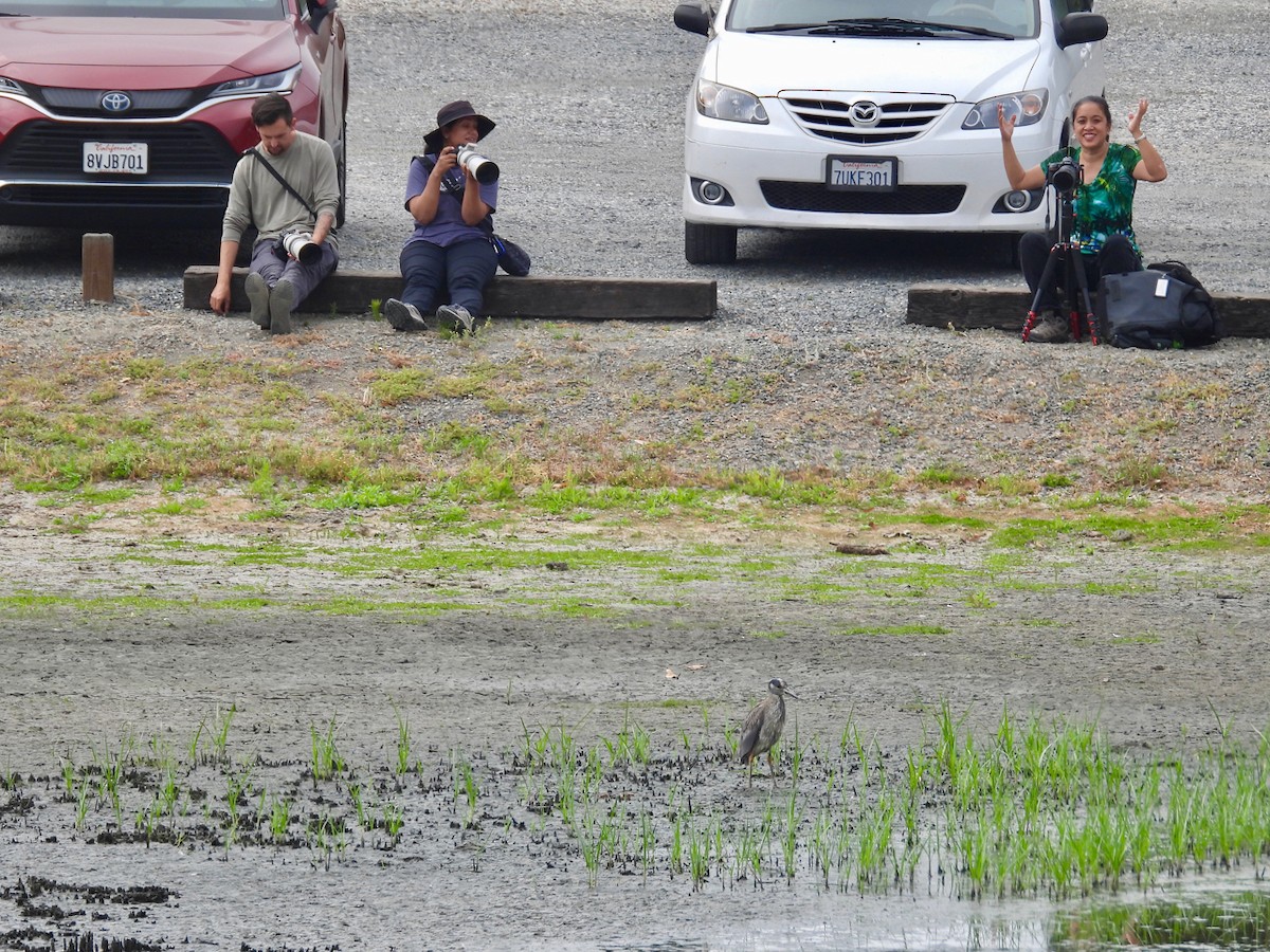 Yellow-crowned Night Heron - ML620711433