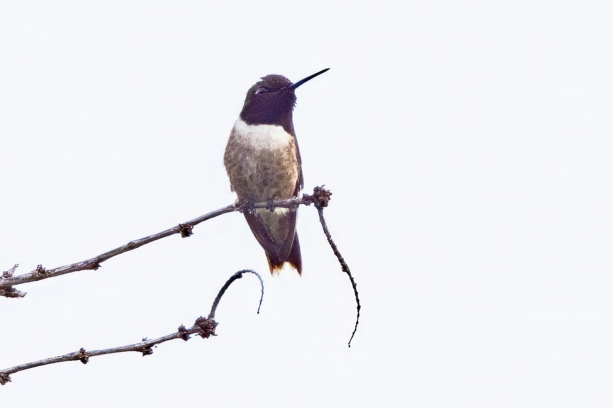 Black-chinned Hummingbird - ML620711434