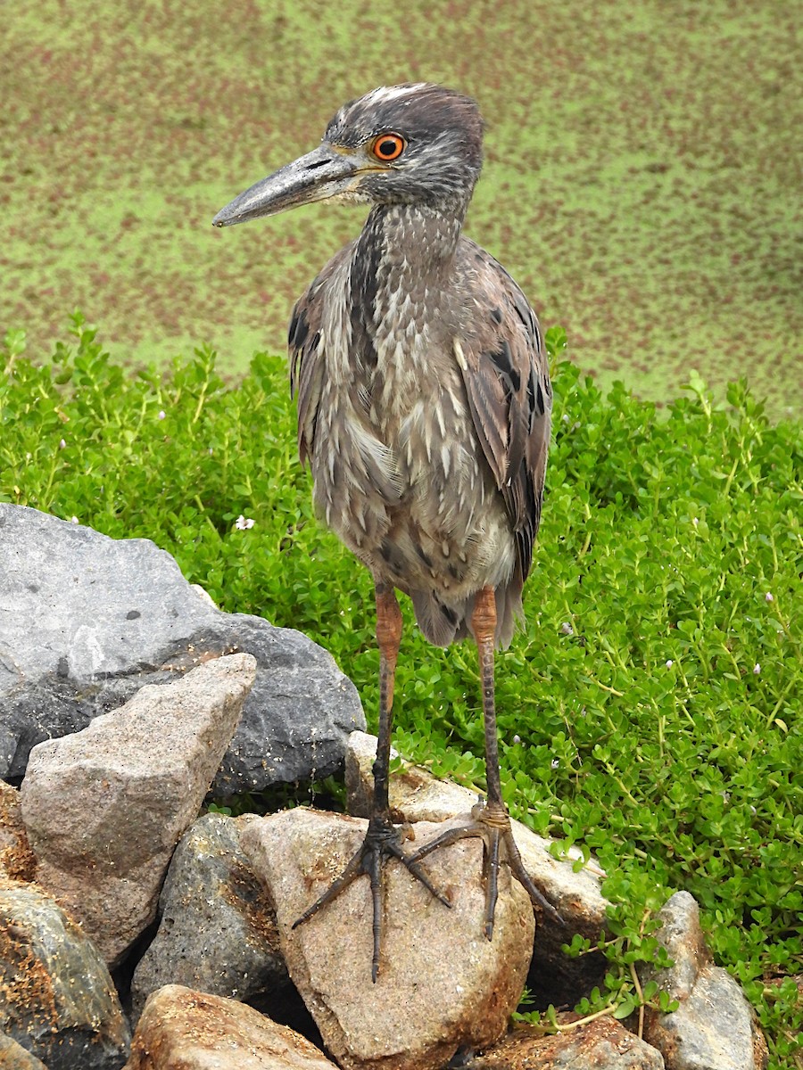 Yellow-crowned Night Heron - ML620711435