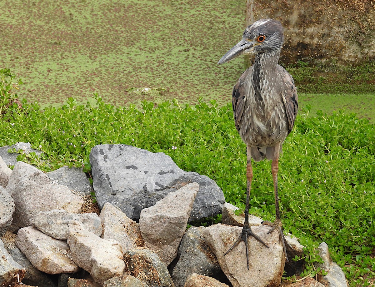 Yellow-crowned Night Heron - ML620711436