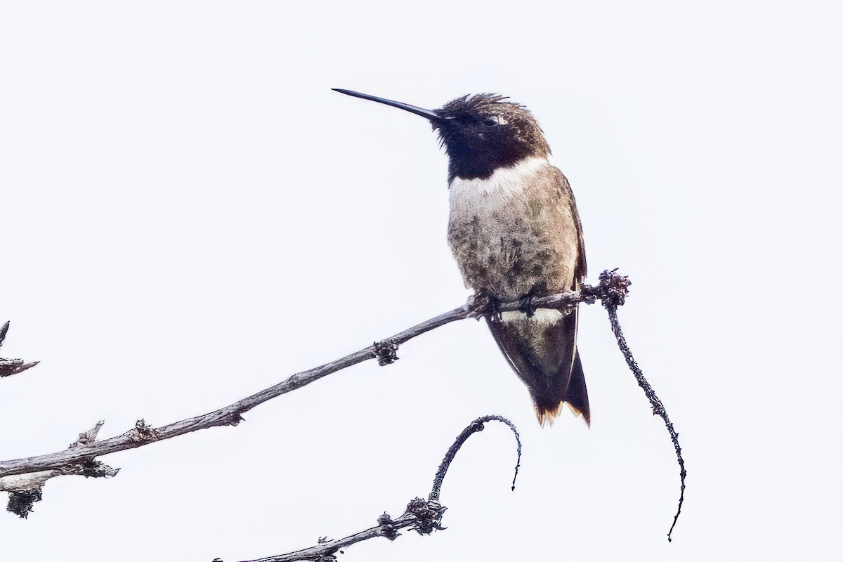 Black-chinned Hummingbird - ML620711437