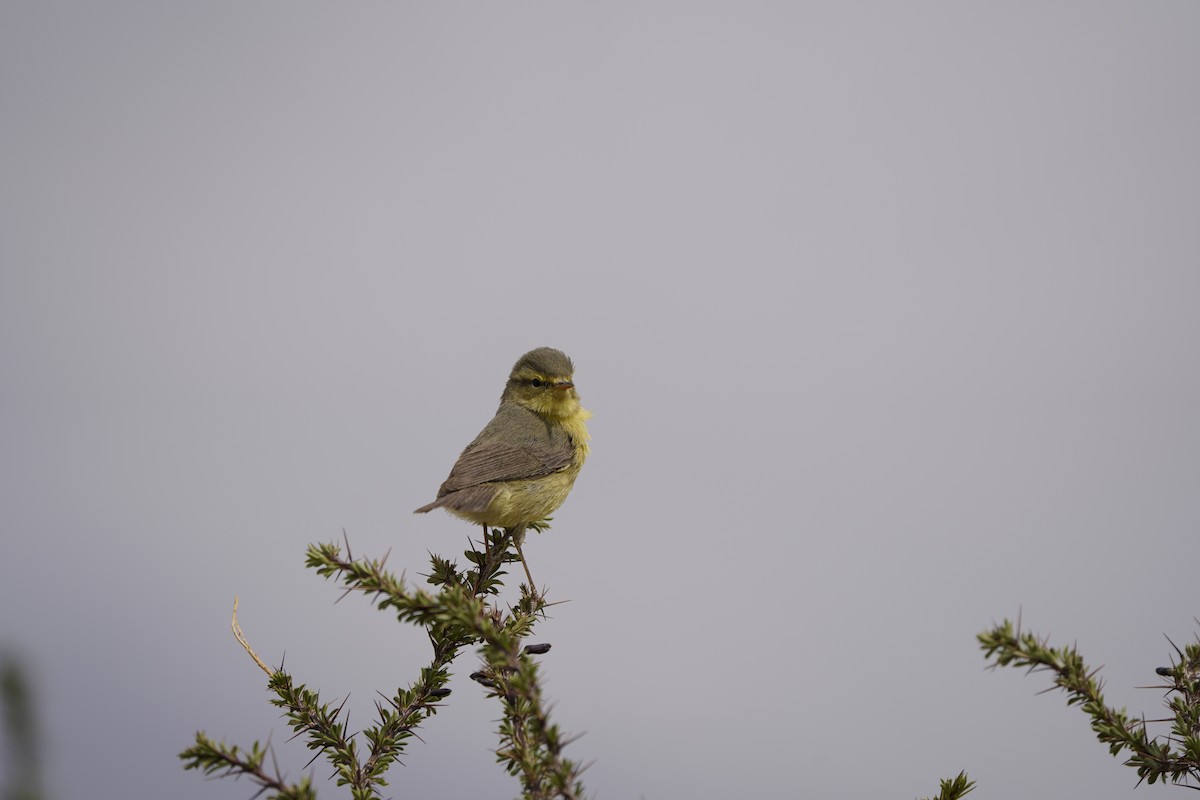 Tickell's Leaf Warbler - ML620711439