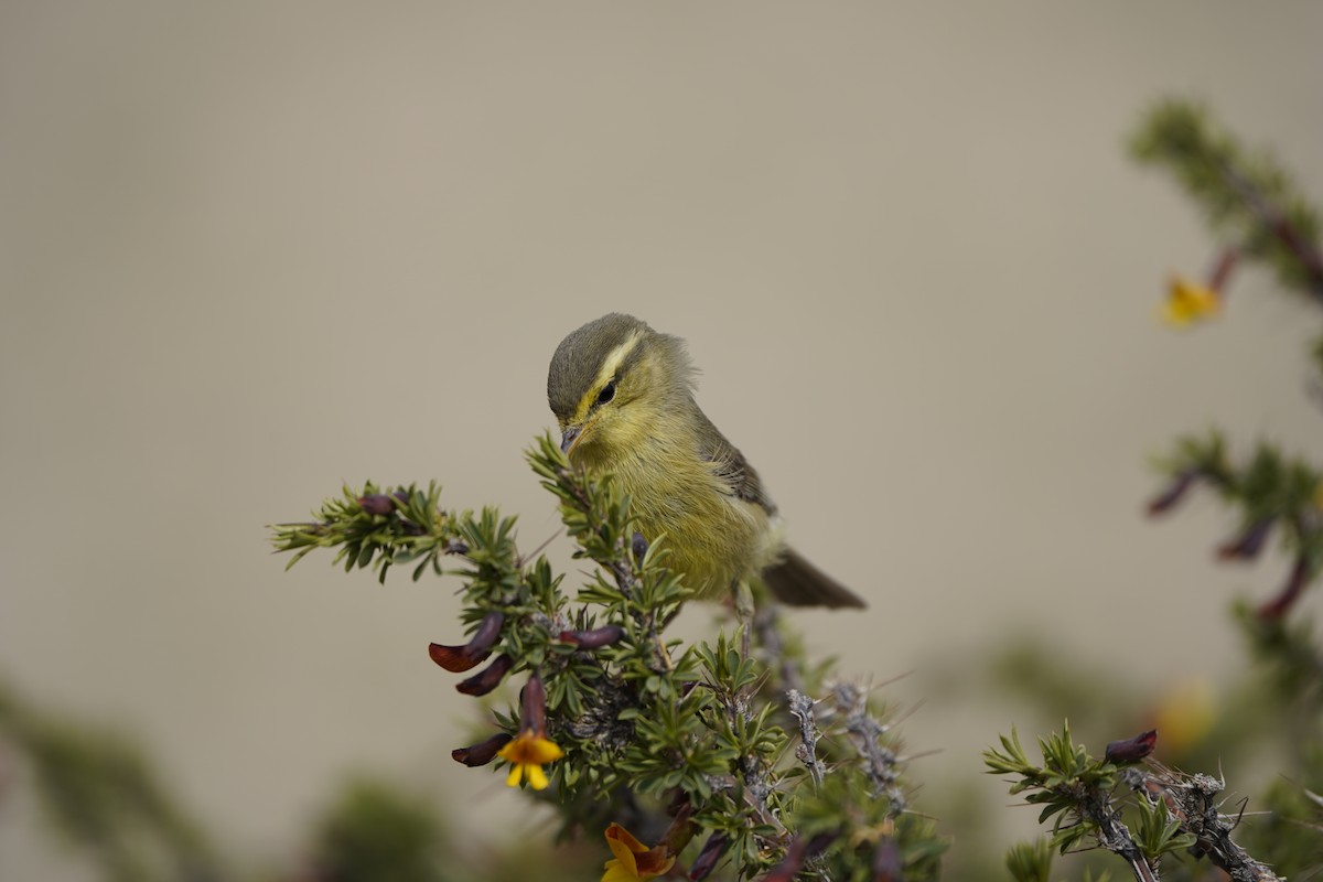 Mosquitero de Tickell/de Quinghai - ML620711440