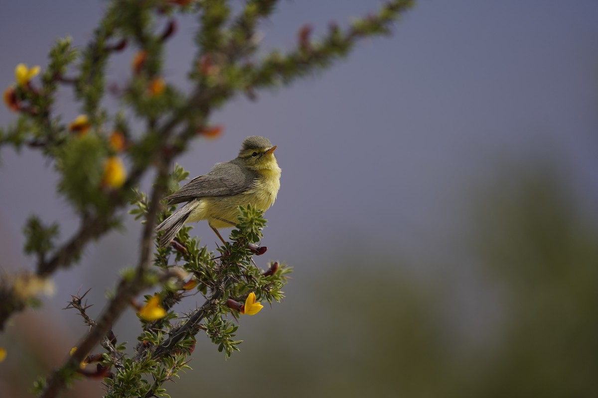 Tickell's Leaf Warbler - ML620711441