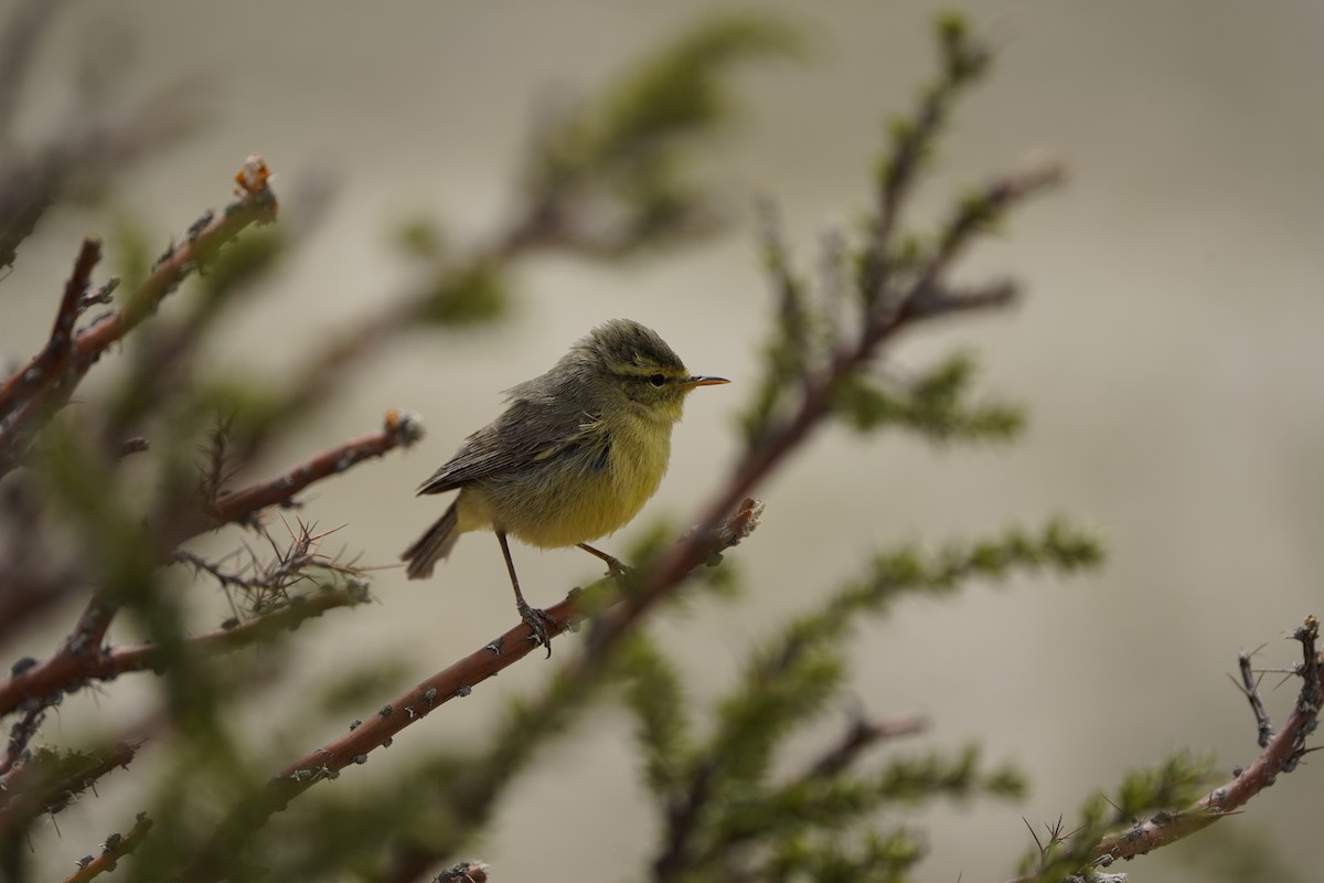 Tickell's Leaf Warbler - ML620711442