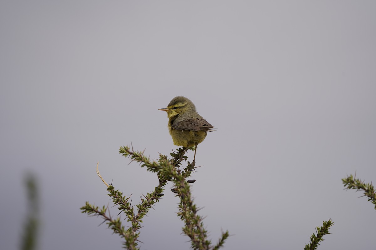 Mosquitero de Tickell/de Quinghai - ML620711443