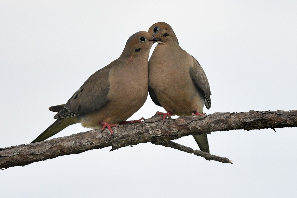 Mourning Dove - ML620711445