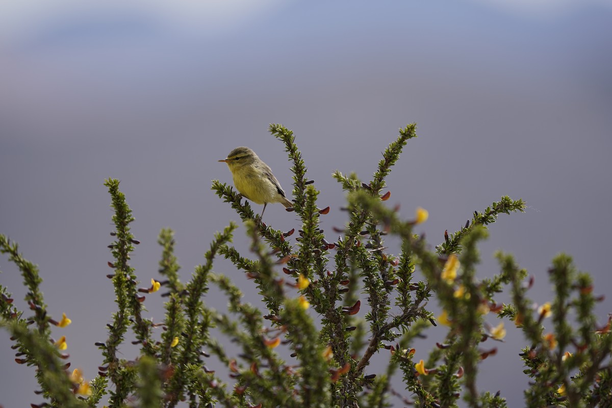 Tickell's Leaf Warbler - ML620711446