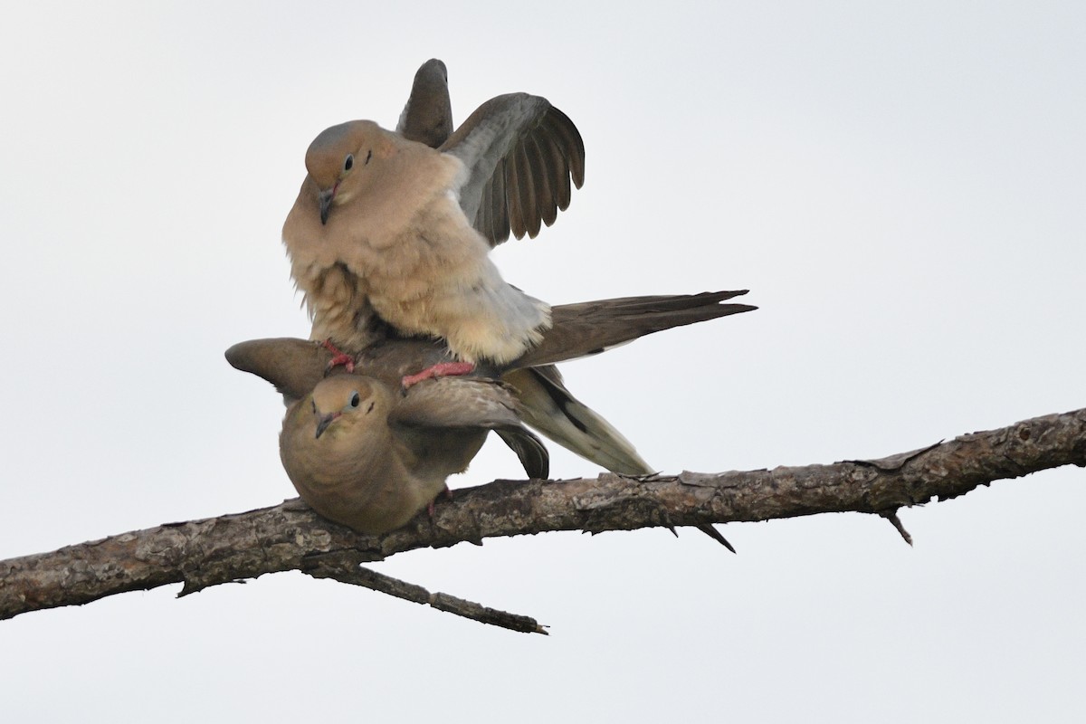 Mourning Dove - ML620711447