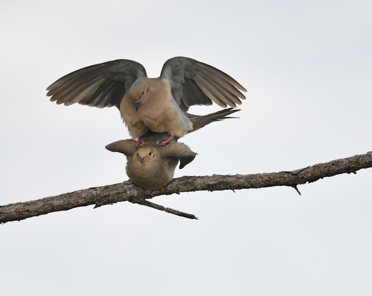 Mourning Dove - ML620711452