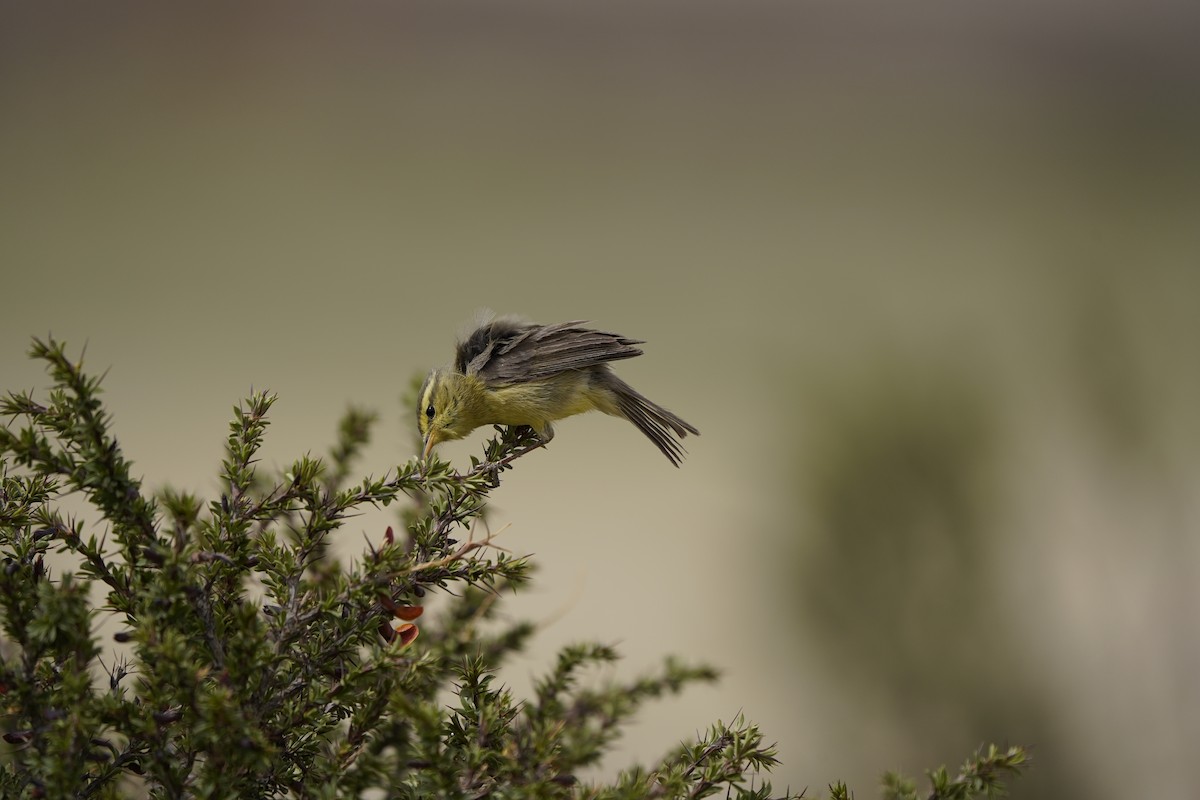 Tickell's Leaf Warbler - ML620711454