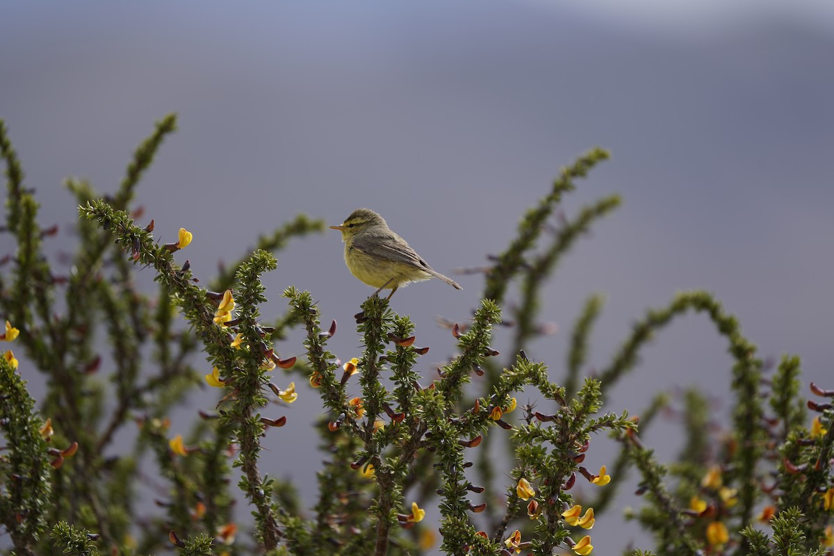 Tickell's Leaf Warbler - ML620711455