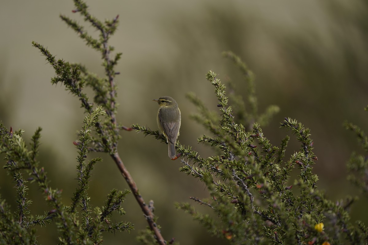 Tickell's Leaf Warbler - ML620711456