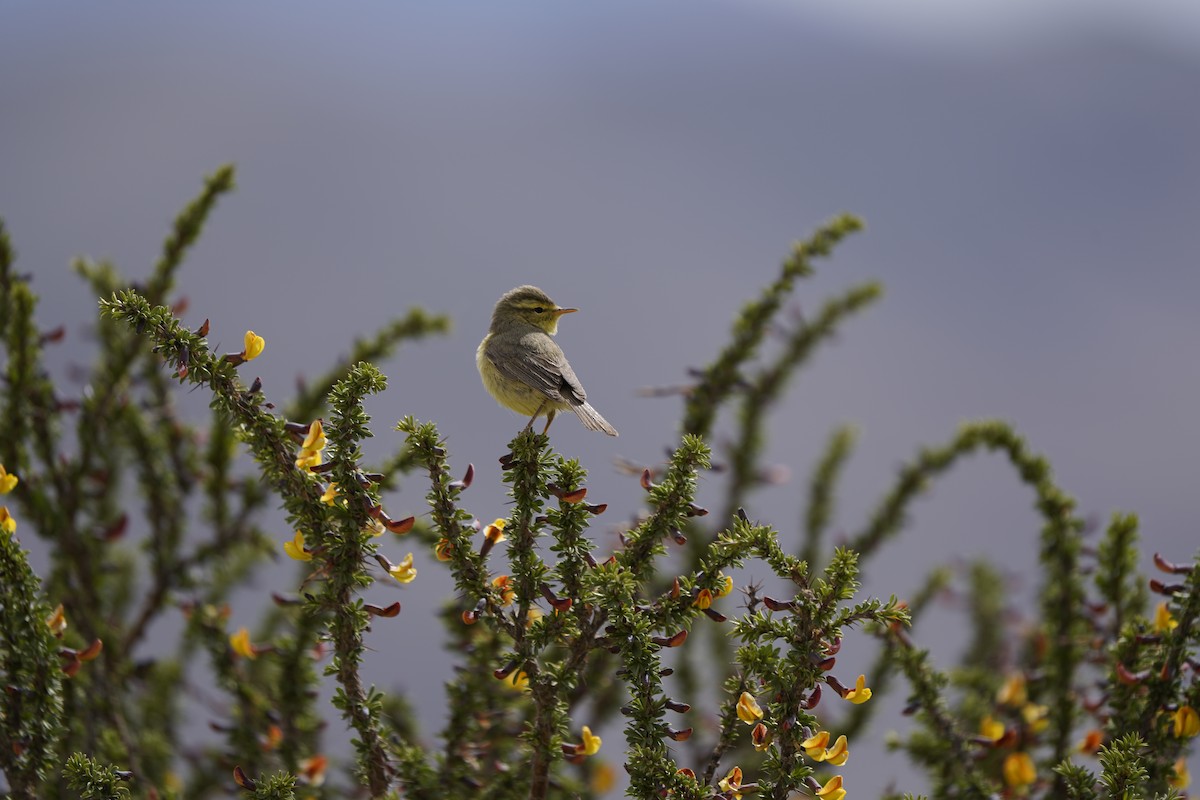 Tickell's Leaf Warbler - ML620711458