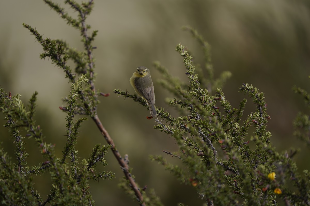 Tickell's Leaf Warbler - ML620711459