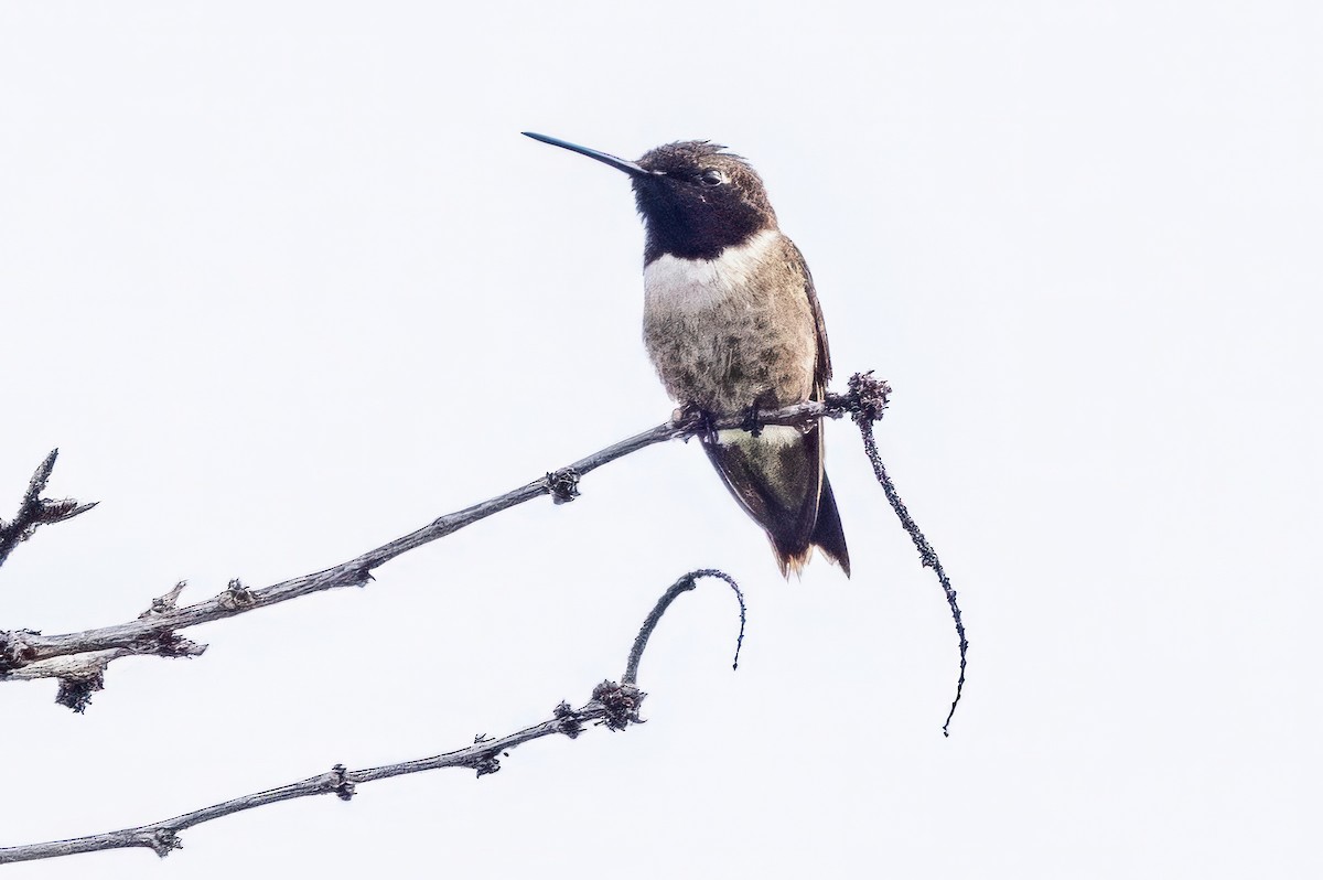 Black-chinned Hummingbird - ML620711463