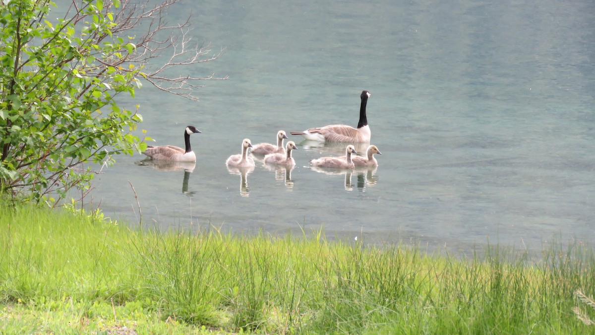 Canada Goose - Chris Murrell