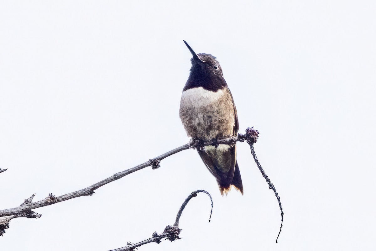 Black-chinned Hummingbird - Sandy & Bob Sipe