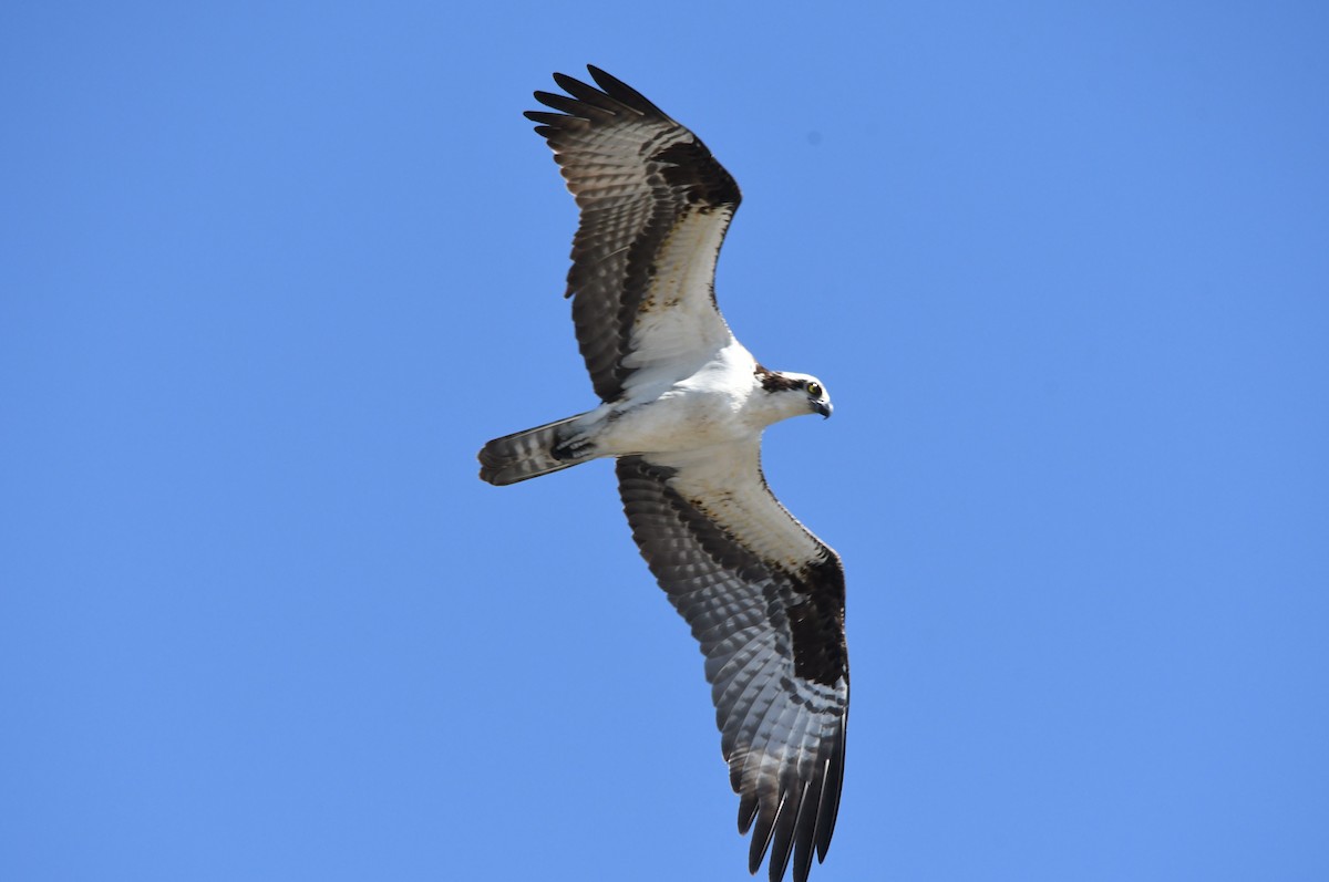 Águila Pescadora - ML620711467