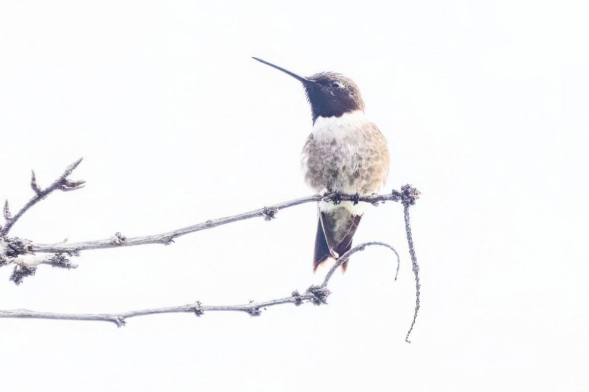 Black-chinned Hummingbird - ML620711474