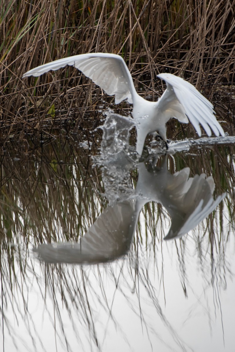 Great Egret - ML620711475