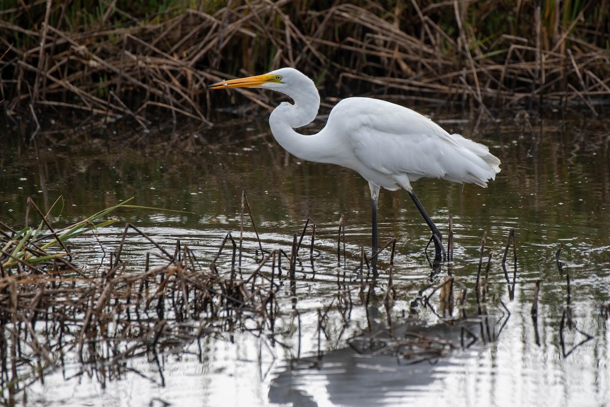 Great Egret - ML620711476