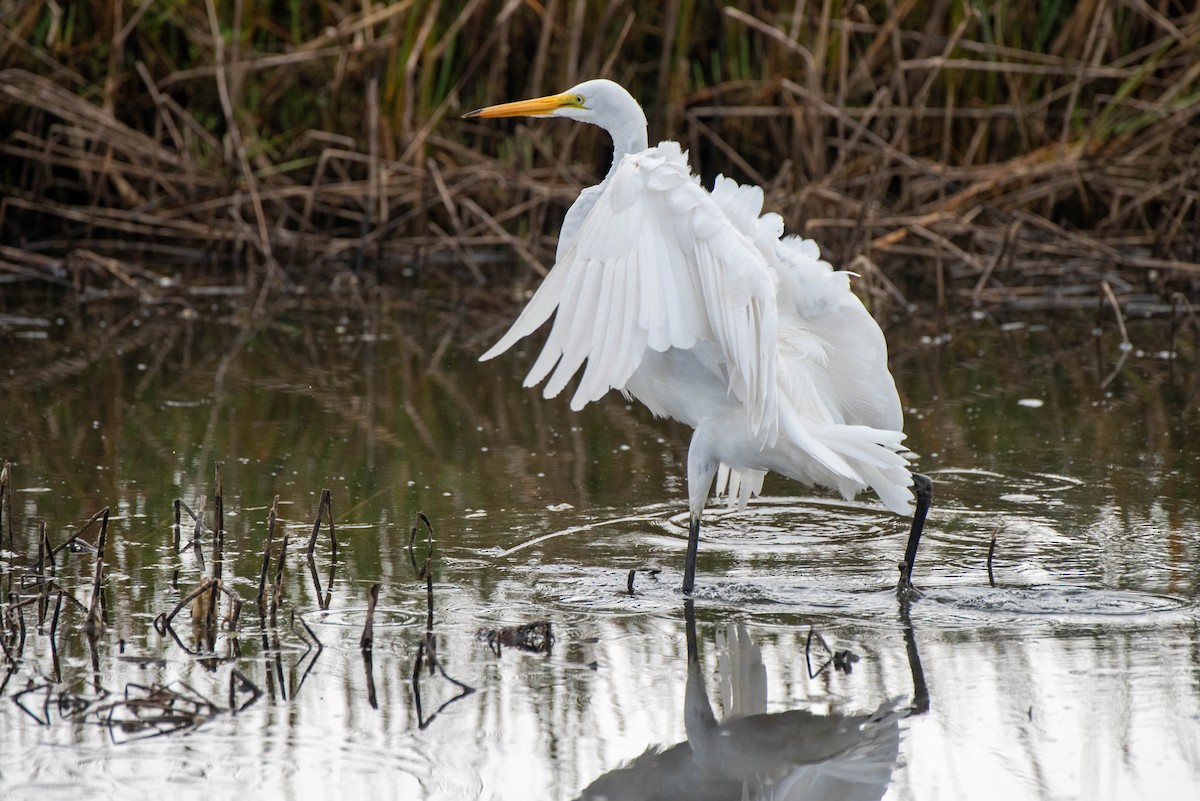 Great Egret - ML620711478