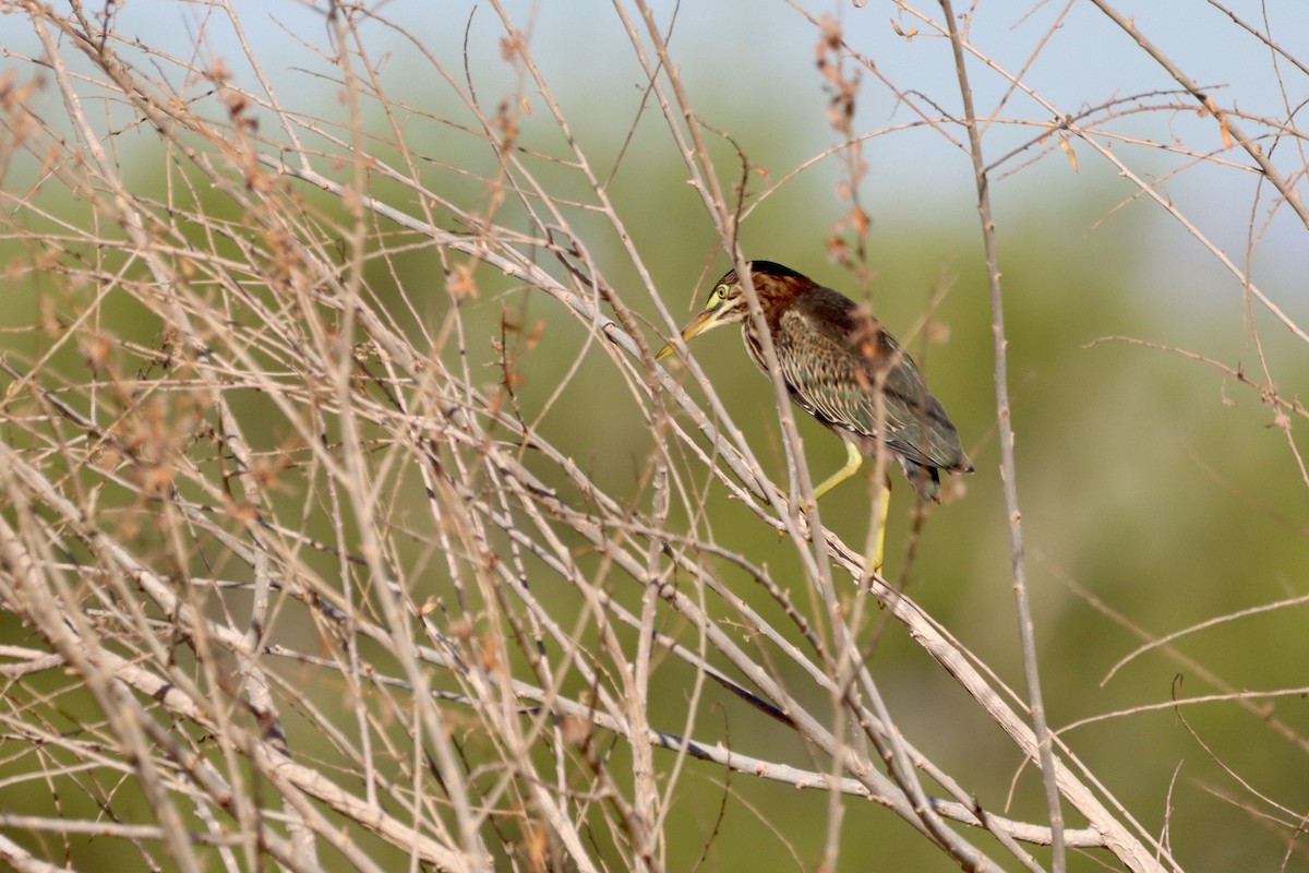 Green Heron - ML620711479