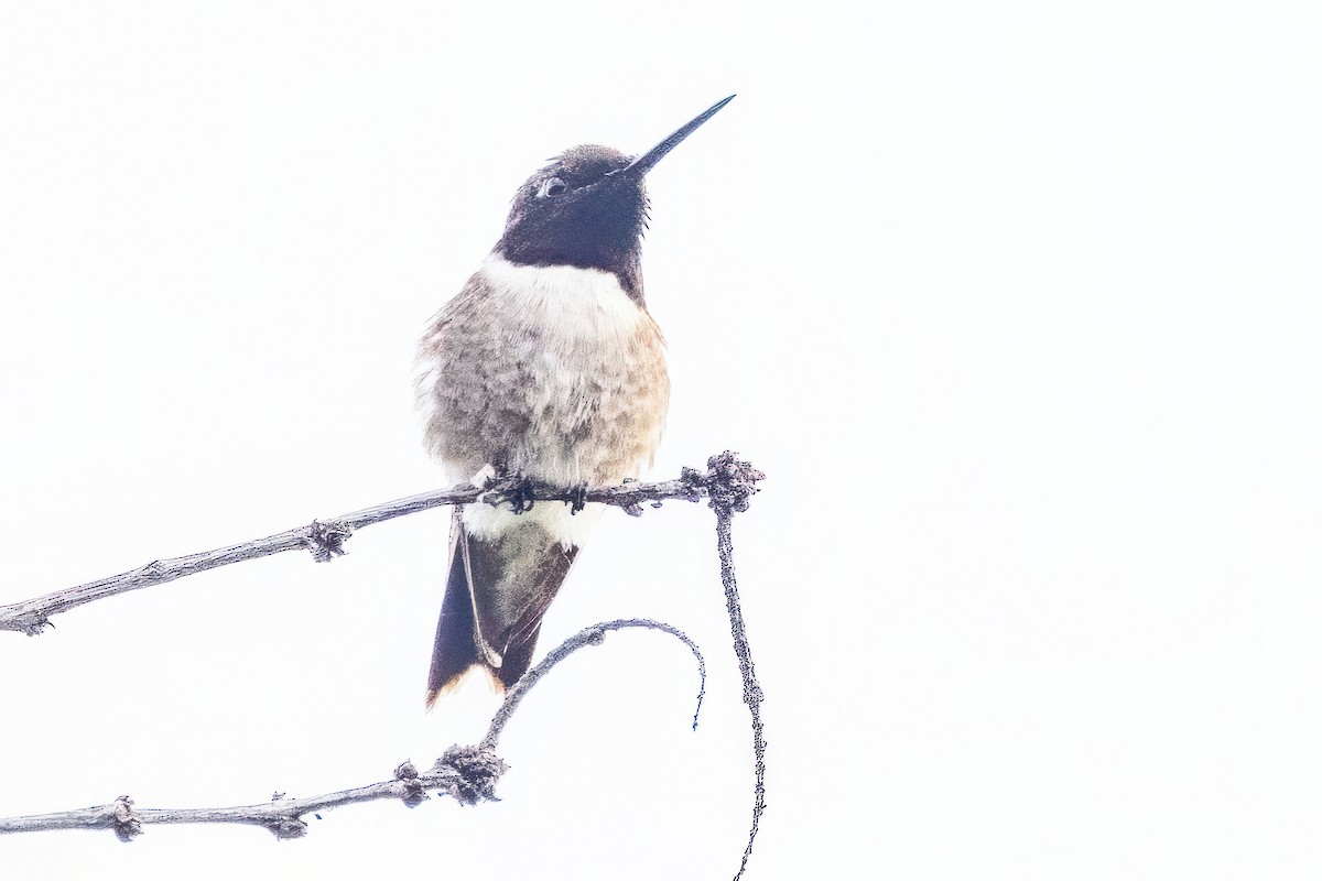 Black-chinned Hummingbird - Sandy & Bob Sipe