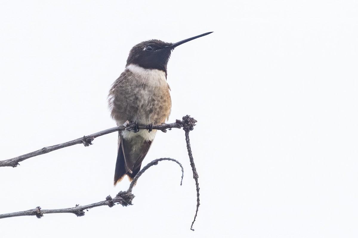 Black-chinned Hummingbird - ML620711482