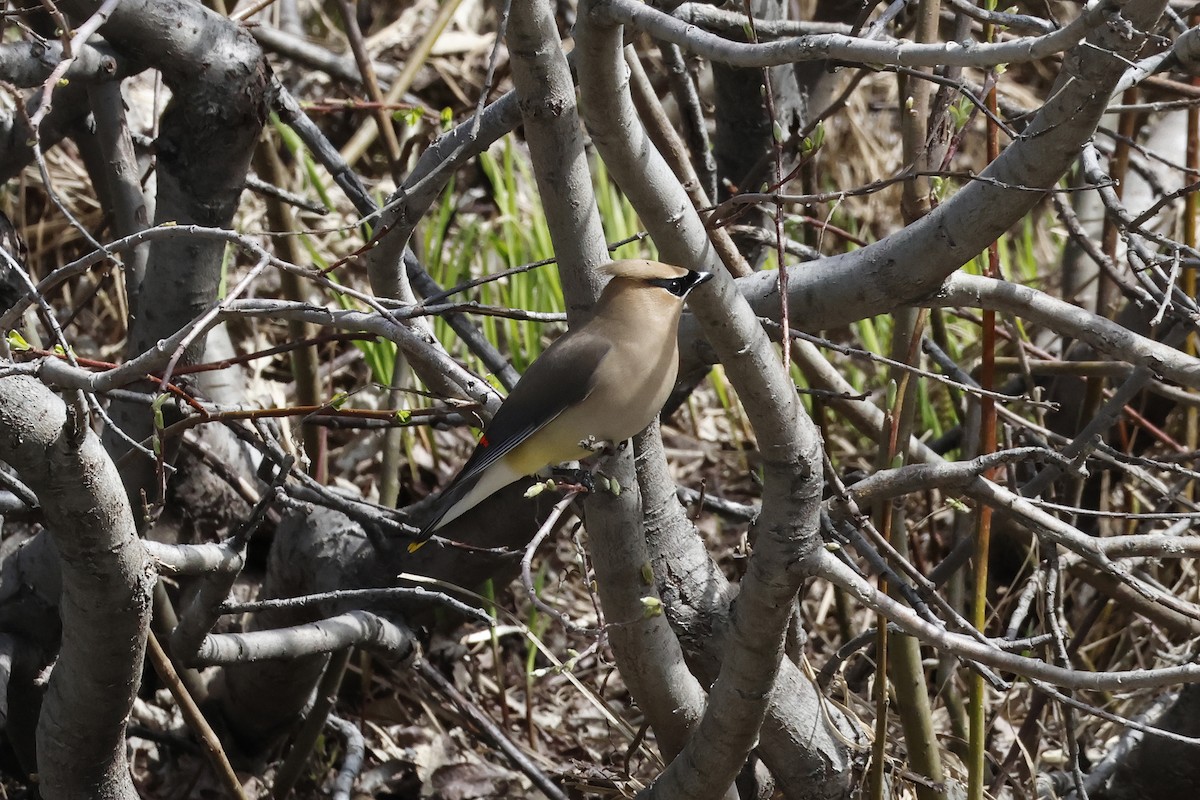 Cedar Waxwing - ML620711483