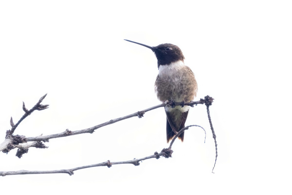 Black-chinned Hummingbird - ML620711485