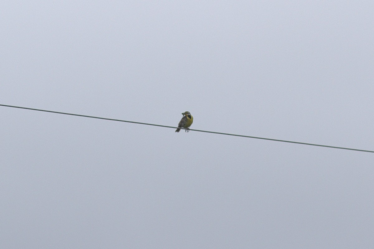 Eastern Meadowlark - ML620711489