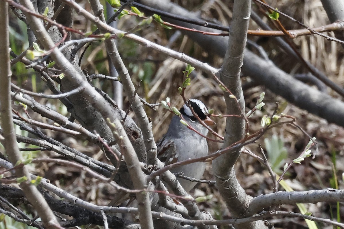 White-crowned Sparrow - ML620711490