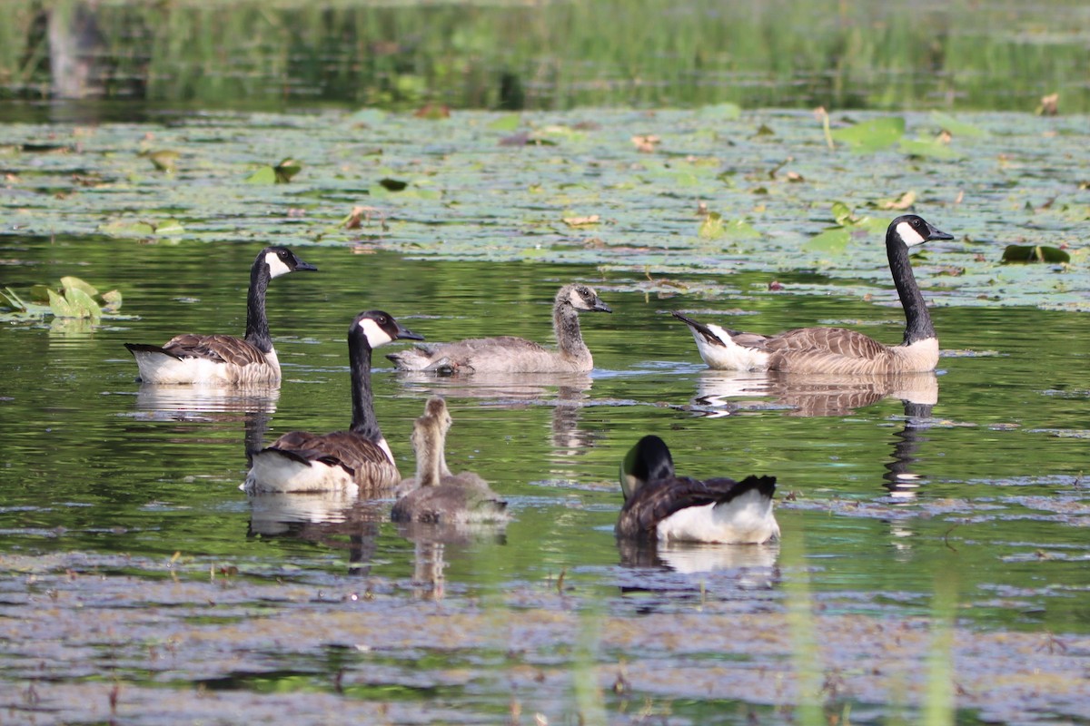 Canada Goose - ML620711491