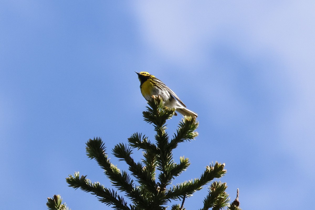 Townsend's Warbler - ML620711496